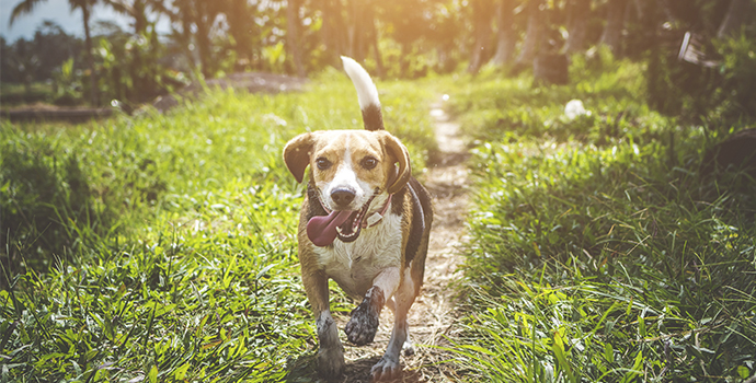 4 ways to be a green and eco-friendly pet owner 